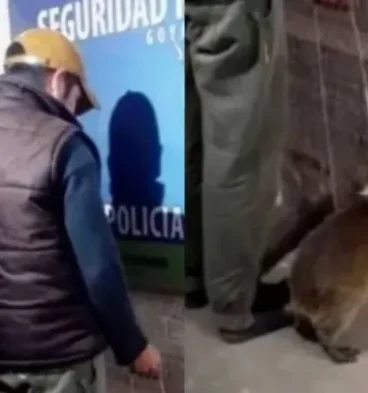 carpincho
