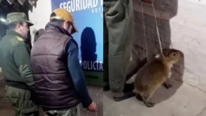 carpincho