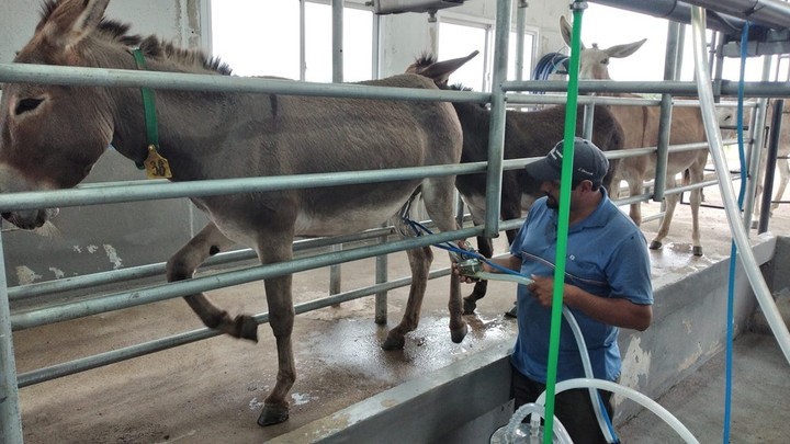 leche de burra