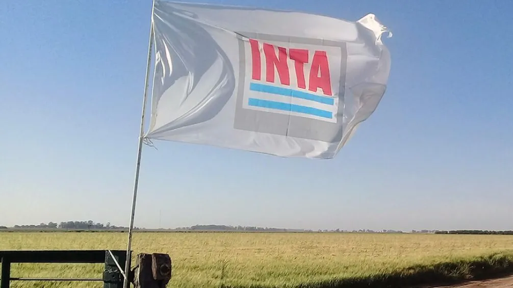 Inta