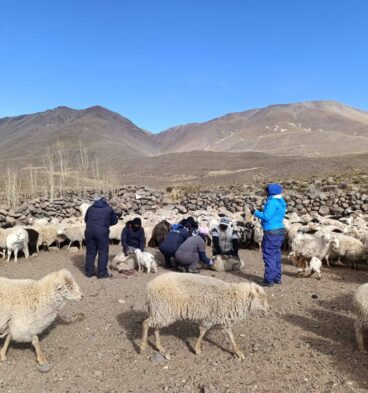 productores ganaderos belen