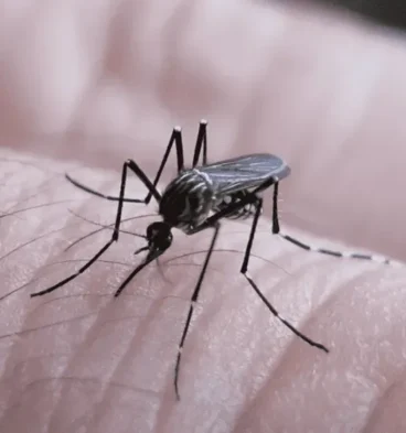 mosquito