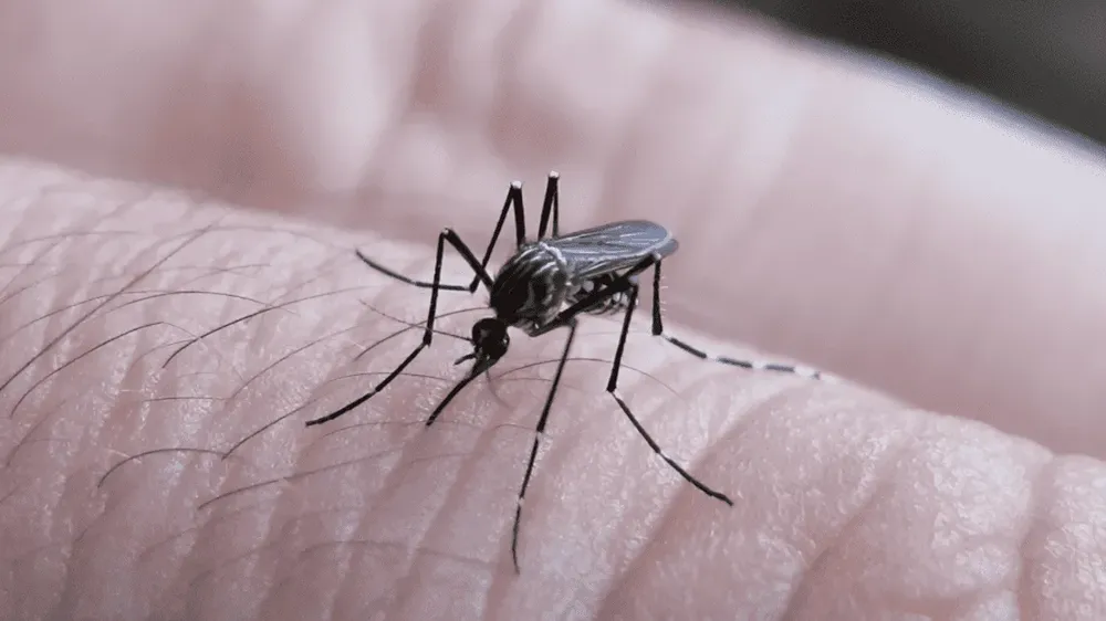 mosquito
