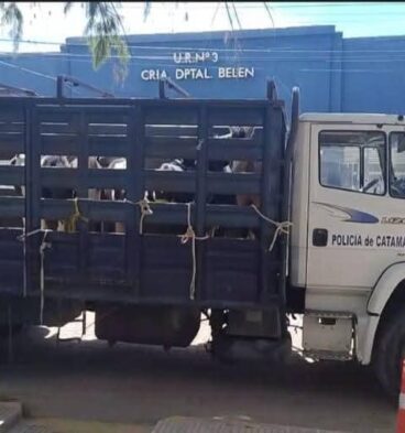 animales sueltos belen