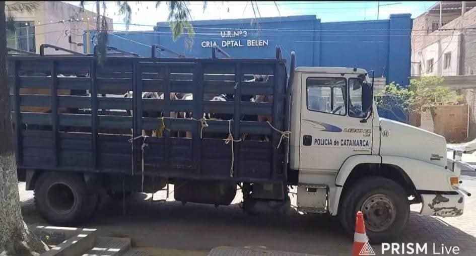 animales sueltos belen