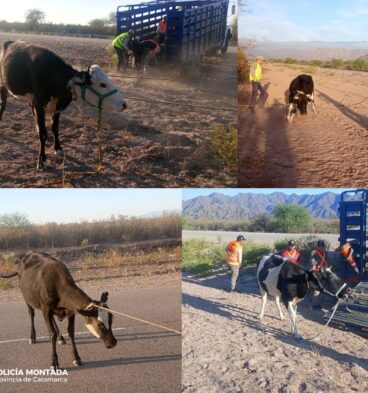 secuestran animales en belen