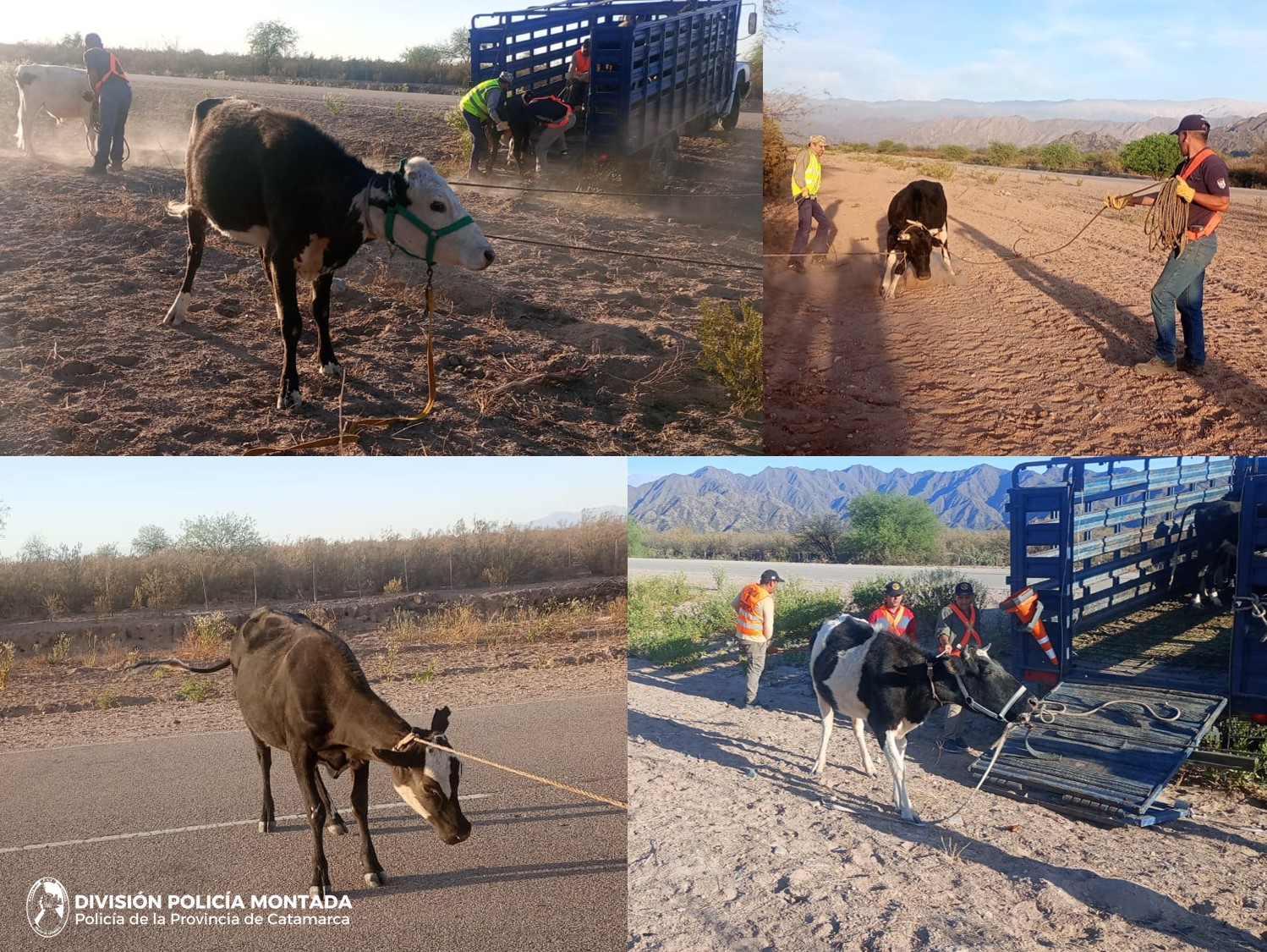 secuestran animales en belen