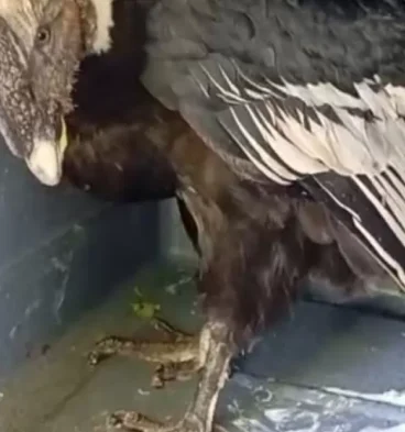 condor andino en londres