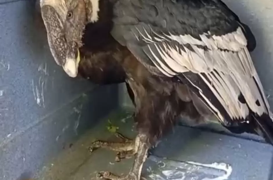 condor andino en londres