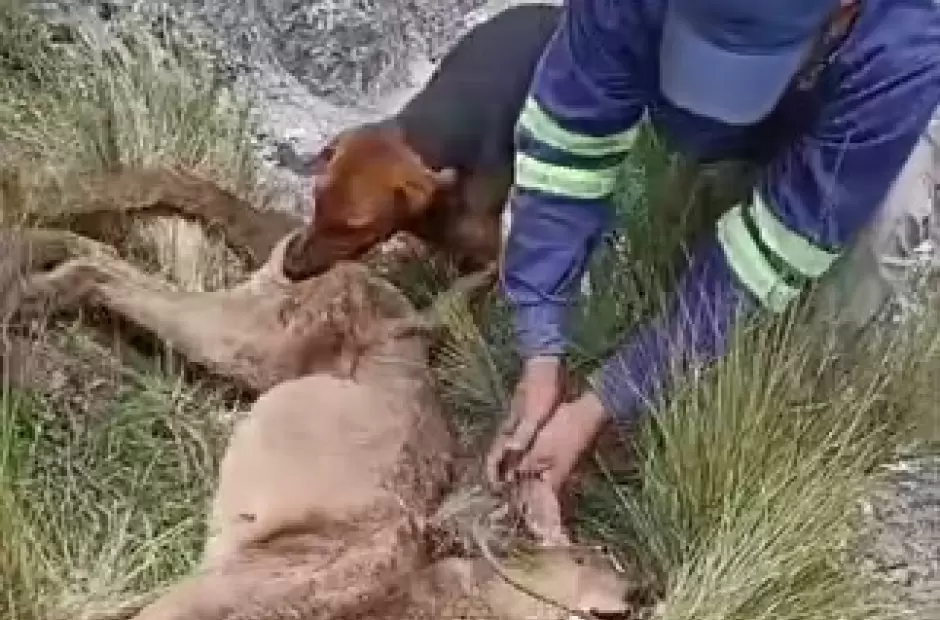 puma herido por un hdp