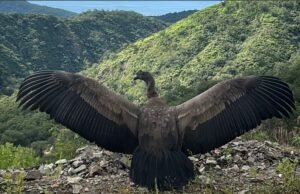 condor andino
