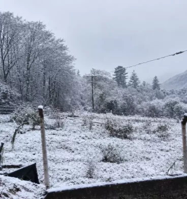 nieve